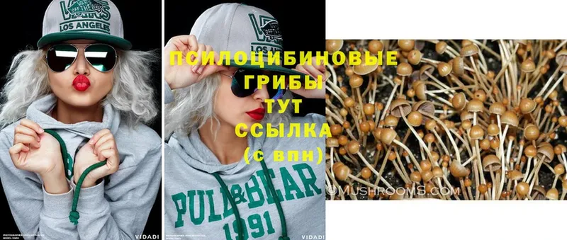 закладки  Кадников  Псилоцибиновые грибы Psilocybine cubensis 